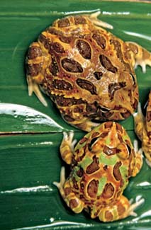 Frogs and Toads - Your0050