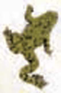 Frogs and Toads - Your0052