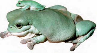 Frogs and Toads - Your0053