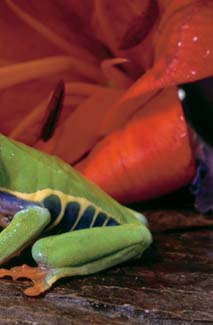 Frogs and Toads - Your0054