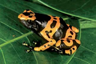 Frogs and Toads - Your0069