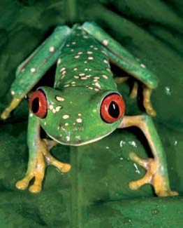 Frogs and Toads - Your0073