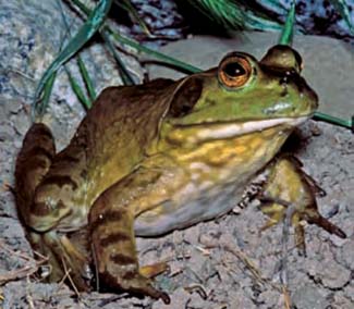 Frogs and Toads - Your0088