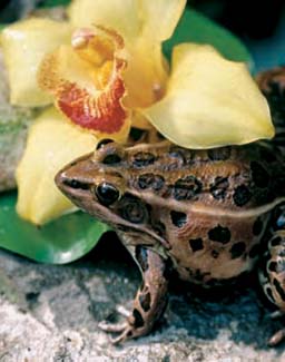 Frogs and Toads - Your0089