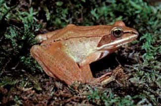 Frogs and Toads - Your0090