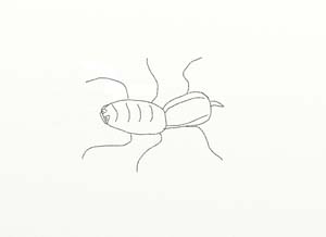 Robert_Bug
