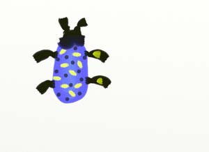 normanbug